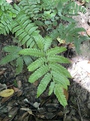 Goniopteris tetragona
