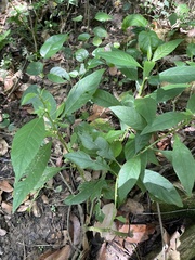 Struchium sparganophorum