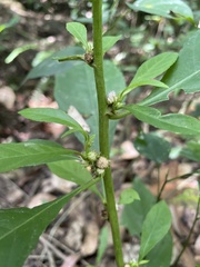 Struchium sparganophorum