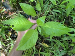 Struchium sparganophorum