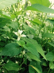 Rostratae