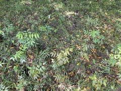 Libidibia monosperma