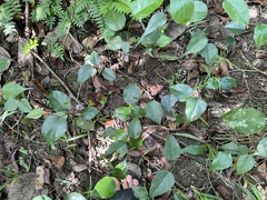 Pterocarpus officinalis