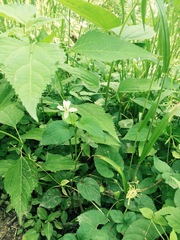 Rostratae