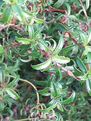 Cliffortia ferruginea