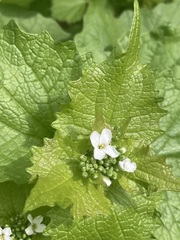 Alliaria petiolata