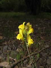 Linaria supina