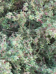 Cliffortia ferruginea