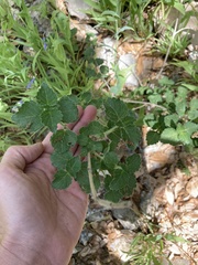 Pavonia lasiopetala