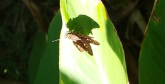 Hesperiinae