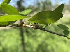 Araneus miniatus