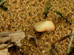 Anticorbula fluviatilis