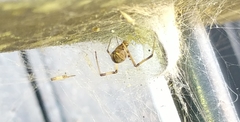 Latrodectus geometricus