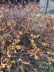 Amelanchier bartramiana