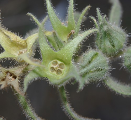 Nonea calycina image