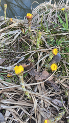 Tussilago farfara