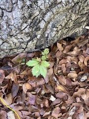 Parthenocissus quinquefolia image