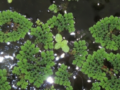 Lemna aequinoctialis