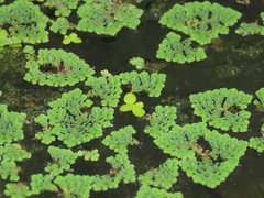 Lemna aequinoctialis