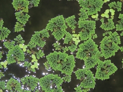 Lemna aequinoctialis