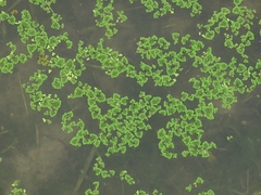 Lemna aequinoctialis