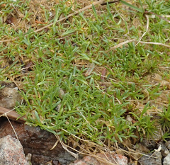 Mononeuria groenlandica