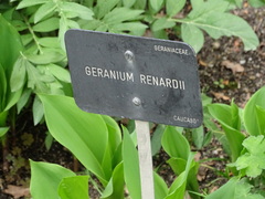 Geranium renardii