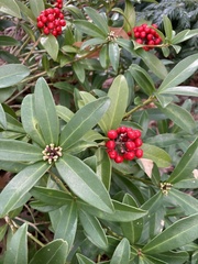 Skimmia
