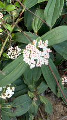 Viburnum davidii