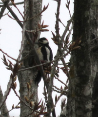 Dendrocopos major hispanus