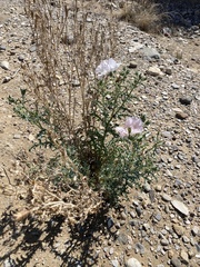 Argemone chisosensis