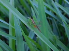 Conocephalus cinereus