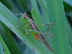 Conocephalus cinereus