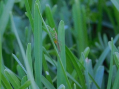 Conocephalus cinereus
