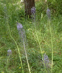 Scilla hyacinthoides