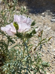 Argemone chisosensis