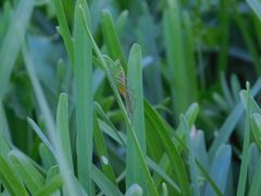 Conocephalus cinereus