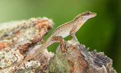 Gaige's Anole photo 3