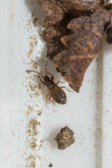 Notochilus ferrugineus