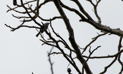 Polioptila bilineata