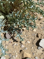 Argemone chisosensis