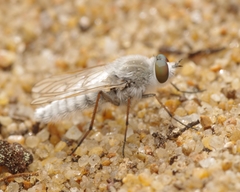 Acrosathe annulata