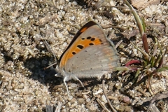Lycaena phlaeas