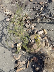 Vachellia vernicosa
