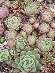 Sempervivum vicentei