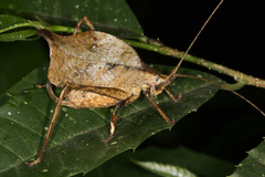 Typophyllum inflatum