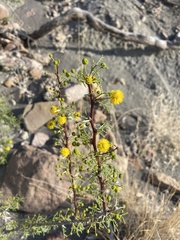Vachellia vernicosa