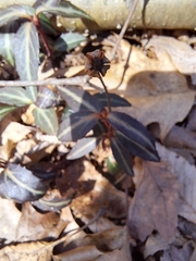 Chimaphila maculata