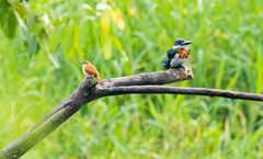 Certhiaxis cinnamomeus