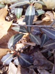 Chimaphila maculata